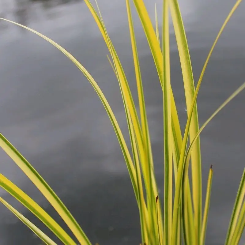 Acorus Gramineus ‘Ogon’ – 1-Litre Bright Yellow-Leaf Sedge