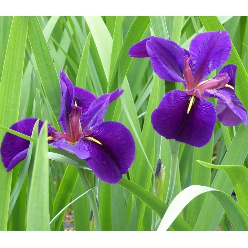 ‘Black Gamecock’ Louisiana Iris – Single 1L Plant, Anglo Aquatics