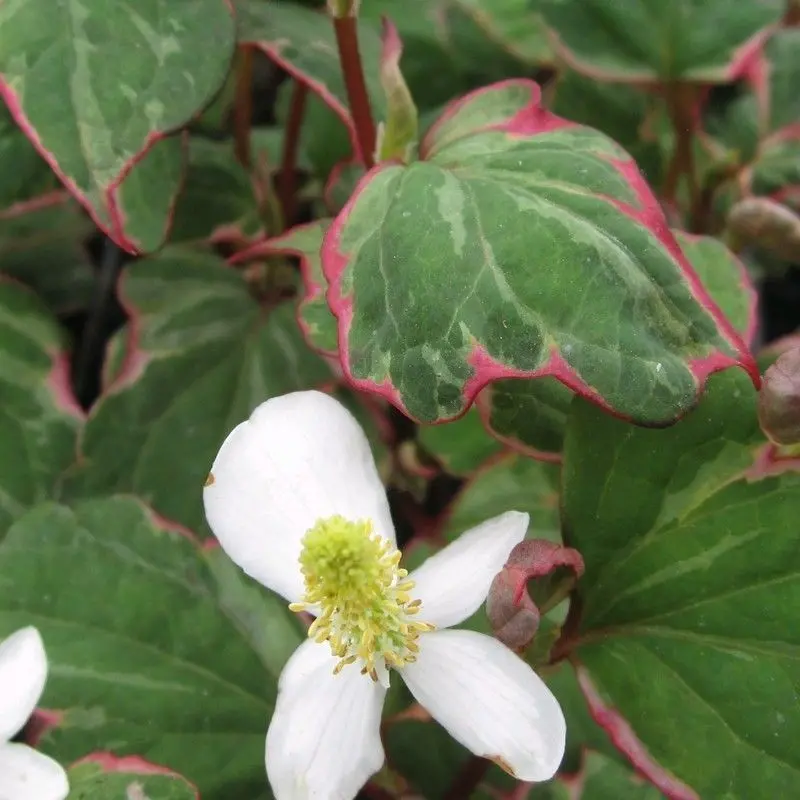 ‘Boo Boo’ Chameleon Plant – 1L Pots (3-Pack), Anglo Aquatics