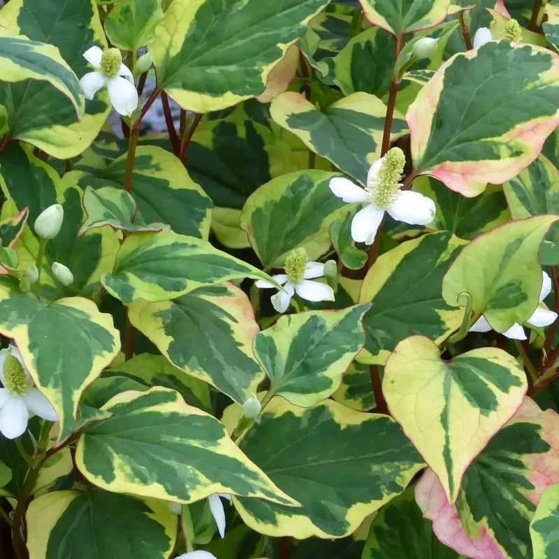 ‘Chameleon’ Houttuynia – 1L Pots (3-Pack), Anglo Aquatics