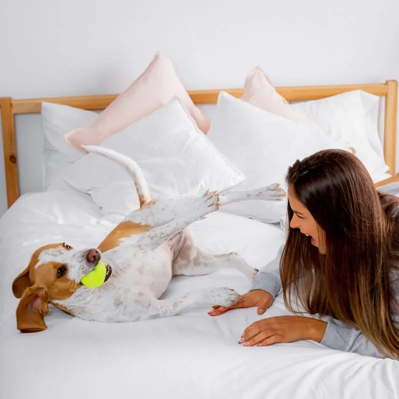 Dog-Friendly Hotel Getaway – Pet-Welcoming Gift Stay