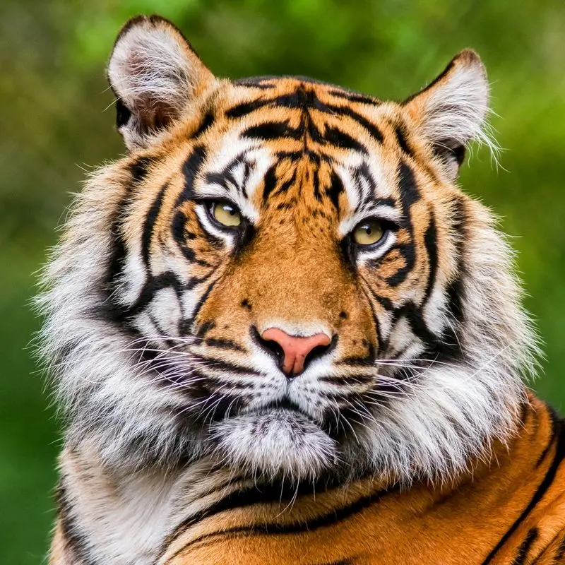 Family Admission to Dudley Zoo & Castle