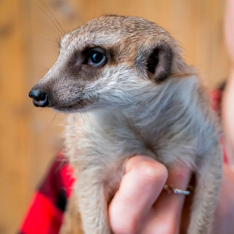 Meerkat Encounter Experience for Two