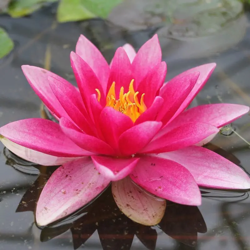 Nymphaea Attraction Water Lily – 30L Vibrant Aquatic Plant by Anglo Aquatics