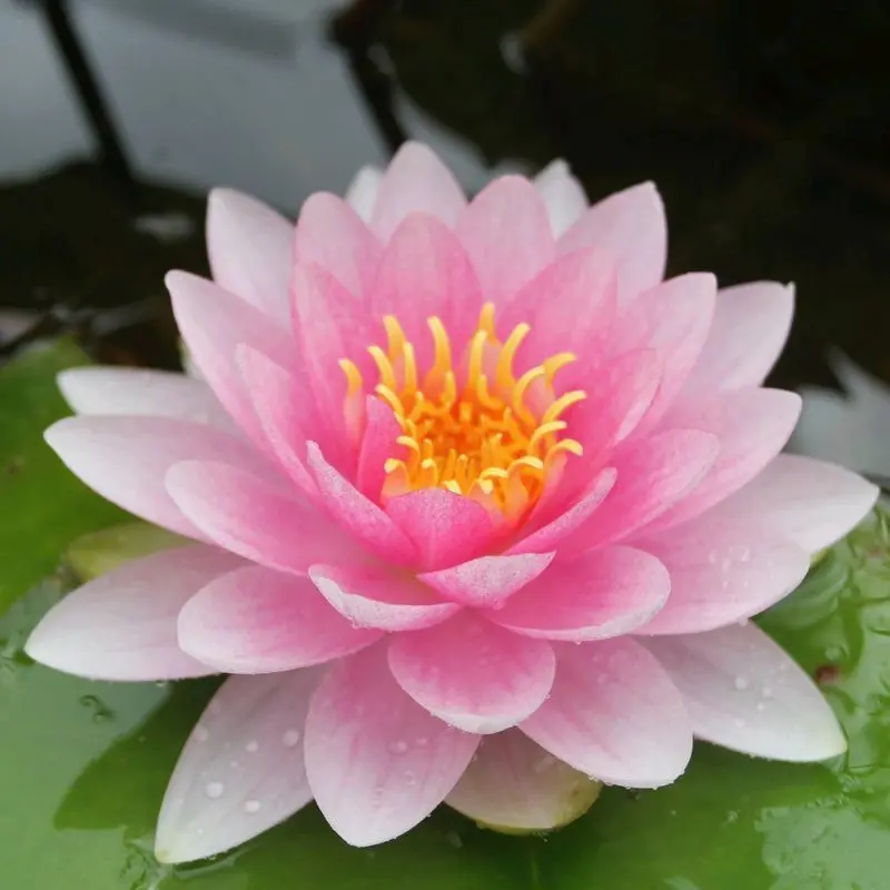 Nymphaea Darwin (Hollandia) Water Lily – 30L Hardy Pond Plant by Anglo Aquatics