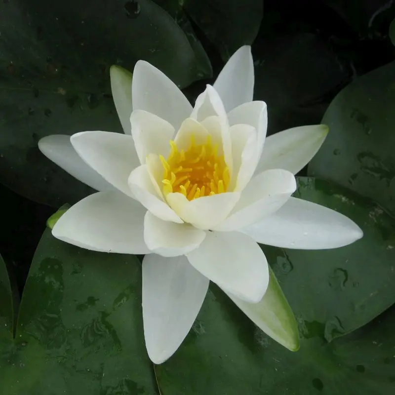 Nymphaea Gladstoniana Water Lily – 30L Premium Aquatic Plant by Anglo Aquatics
