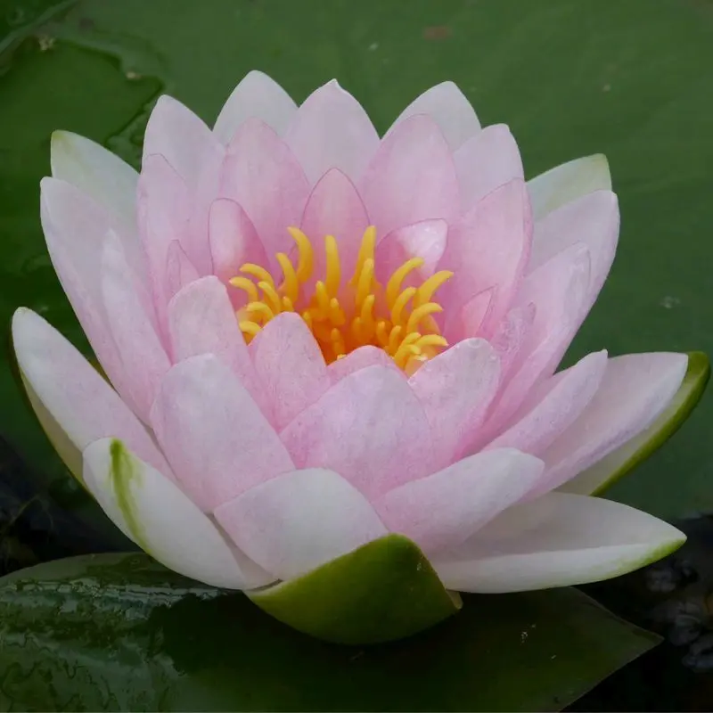 Nymphaea Madame Wilfron Gonnere Water Lily – 30L Elegant Aquatic Variety by Anglo Aquatics