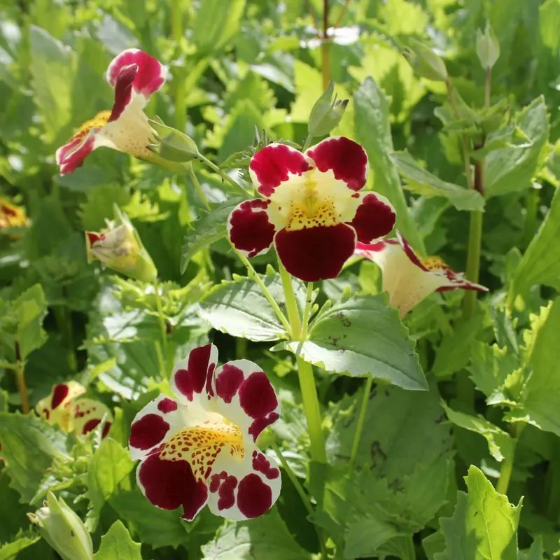 ‘Queens Prize’ Yellow Monkey Flower – Single 1L Plant, Anglo Aquatics